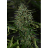 ▷ Buy BCN Critical XXL Auto seeds⛰️【Seedstockers Oficial】CLASSIC