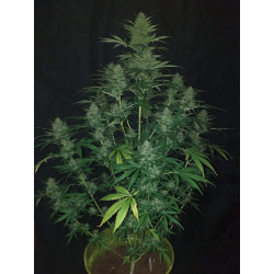 ▷ Buy Sticky Fingers Auto exclusive seeds⛰️【Seedstockers Oficial】SUPERIOR