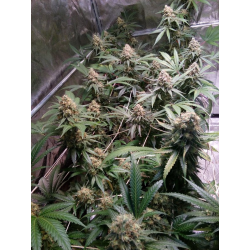 ▷ Buy Fruit Cake Fem exclusive seeds⛰️【Seedstockers Oficial】SUPERIOR