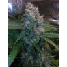 ▷ Buy Fruit Cake Fem exclusive seeds⛰️【Seedstockers Oficial】SUPERIOR