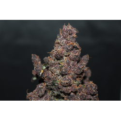 ▷ Buy Purple Punch Auto seeds⛰️【Seedstockers Oficial】USA