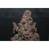 ▷ Buy Purple Punch Auto seeds⛰️【Seedstockers Oficial】USA