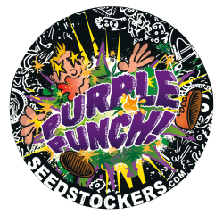 ▷ Buy Purple Punch Auto seeds⛰️【Seedstockers Oficial】USA