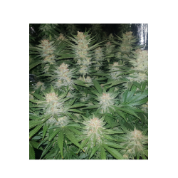 ▷ Buy Sherbet Fem seeds⛰️【Seedstockers Oficial】USA