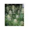 ▷ Buy Sherbet Fem seeds⛰️【Seedstockers Oficial】USA