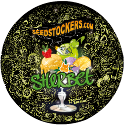 ▷ Buy Sherbet Fem seeds⛰️【Seedstockers Oficial】USA