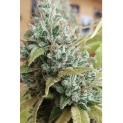 ▷ Buy GG4 Fem seeds⛰️【Seedstockers Oficial】USA