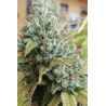 ▷ Buy GG4 Fem seeds⛰️【Seedstockers Oficial】USA