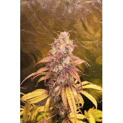 ▷ Buy Girl Scout Cookies Fem seeds⛰️【Seedstockers Oficial】USA