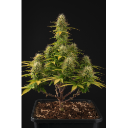 ▷ Buy Girl Scout Cookies Auto seeds⛰️【Seedstockers Oficial】USA