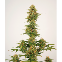 ▷ Buy Sherbet Auto seeds⛰️【Seedstockers Oficial】USA