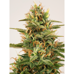 ▷ Buy Sherbet Auto seeds⛰️【Seedstockers Oficial】USA