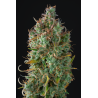 ▷ Buy Gelato 41 Auto seeds⛰️【Seedstockers Oficial】USA