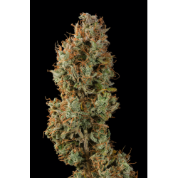 ▷ Buy Gelato 41 Auto seeds⛰️【Seedstockers Oficial】USA