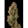 ▷ Buy Gelato 41 Auto seeds⛰️【Seedstockers Oficial】USA