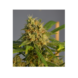 ▷ Buy O.G Kush Fem seeds⛰️【Seedstockers Oficial】CLASSIC