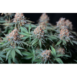 ▷ Buy Moby Dick Fem seeds⛰️【Seedstockers Oficial】CLASSIC