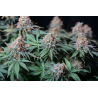 ▷ Buy Moby Dick Fem seeds⛰️【Seedstockers Oficial】CLASSIC