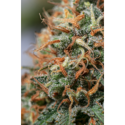 ▷ Buy Moby Dick Fem seeds⛰️【Seedstockers Oficial】CLASSIC