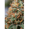 ▷ Buy Moby Dick Fem seeds⛰️【Seedstockers Oficial】CLASSIC