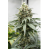 ▷ Buy Blackberry Gum Fem exclusive seeds⛰️【Seedstockers Oficial】SUPERIOR