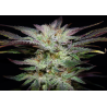 ▷ Buy Blackberry Gum Fem exclusive seeds⛰️【Seedstockers Oficial】SUPERIOR