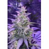 ▷ Buy Amnesia Auto seeds⛰️【Seedstockers Oficial】CLASSIC