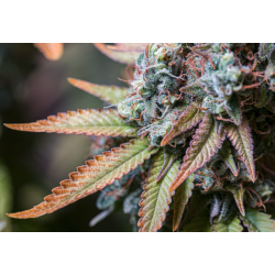 ▷ Buy Rucu Cucu OG Fem exclusive seeds⛰️【Seedstockers Oficial】SUPERIOR