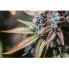 ▷ Buy Rucu Cucu OG Fem exclusive seeds⛰️【Seedstockers Oficial】SUPERIOR