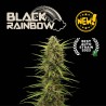 Black Rainbow© Auto