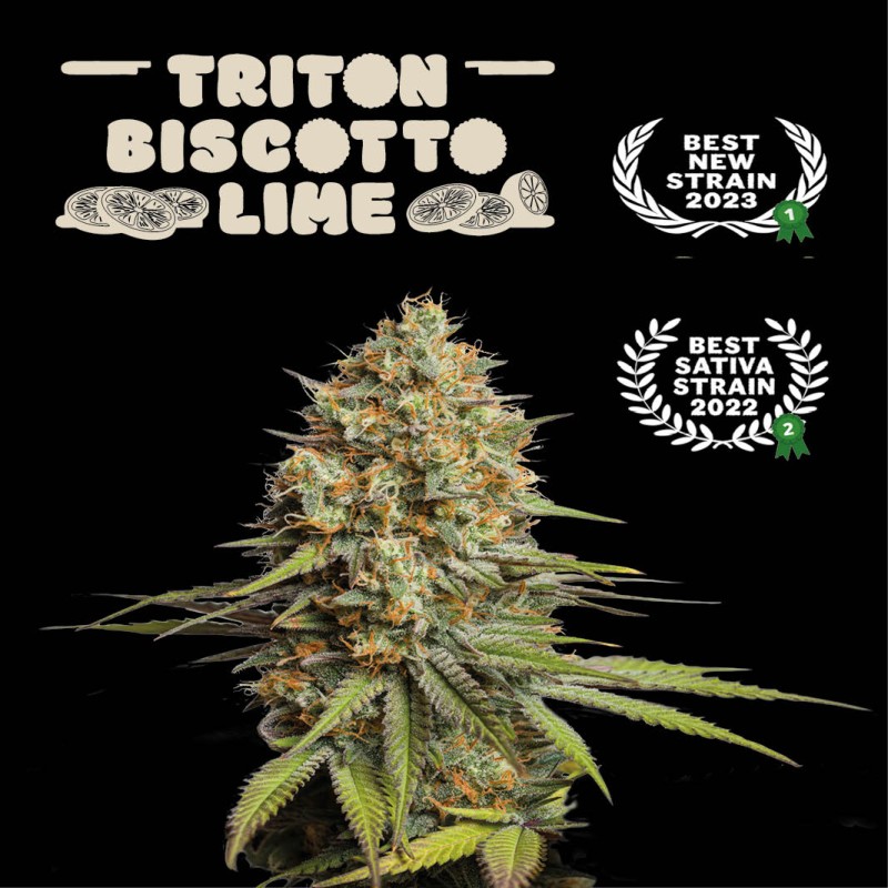 ▷ Buy Triton Biscotto Lime Auto exclusive seeds⛰️【Seedstockers Oficial】SUPERIOR