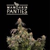 ▷ Buy Mandarin Panties Fem exclusive seeds⛰️【Seedstockers Oficial】SUPERIOR