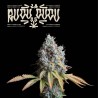 ▷ Buy Rucu Cucu OG Fem exclusive seeds⛰️【Seedstockers Oficial】SUPERIOR