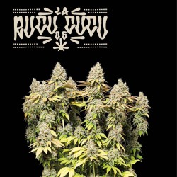 ▷ Buy Rucu Cucu OG Auto  exclusive seeds⛰️【Seedstockers Oficial】SUPERIOR