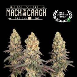 ▷ Buy Mack and Crack Fem exclusive seeds⛰️【Seedstockers Oficial】SUPERIOR