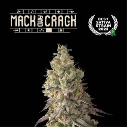 ▷ Buy Mack and Crack Auto  exclusive seeds⛰️【Seedstockers Oficial】SUPERIOR