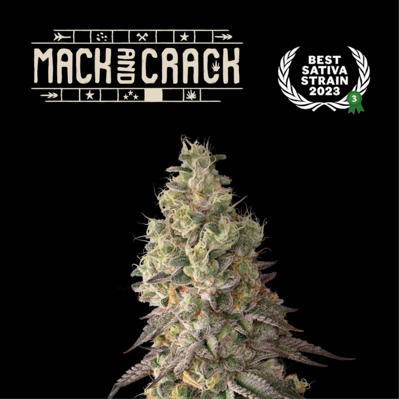 ▷ Buy Mack and Crack Auto  exclusive seeds⛰️【Seedstockers Oficial】SUPERIOR