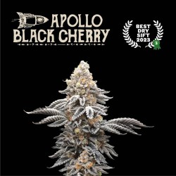 Apollo Black Cherry© Fem