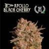 ▷ Buy Apollo Black Cherry Auto exclusive seeds⛰️【Seedstockers Oficial】SUPERIOR