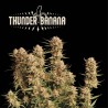 ▷ Buy Thunder Banana Auto  exclusive seeds⛰️【Seedstockers Oficial】SUPERIOR