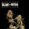 ▷ Buy Blue Moby Fem exclusive seeds【Seedstockers Oficial】SUPERIOR