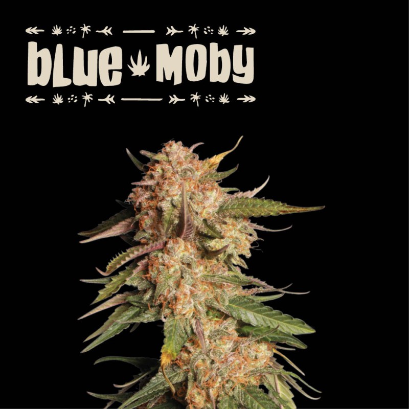 ▷ Buy Blue Moby Auto exclusive seeds⛰️【Seedstockers Oficial】SUPERIOR