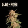 ▷ Buy Blue Moby Auto exclusive seeds⛰️【Seedstockers Oficial】SUPERIOR