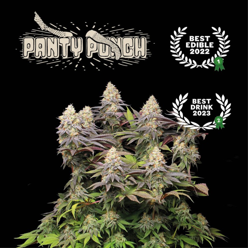 ▷ Buy Panty Punch Fem exclusive seeds⛰️【Seedstockers Oficial】SUPERIOR