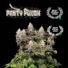 ▷ Buy Panty Punch Fem exclusive seeds⛰️【Seedstockers Oficial】SUPERIOR