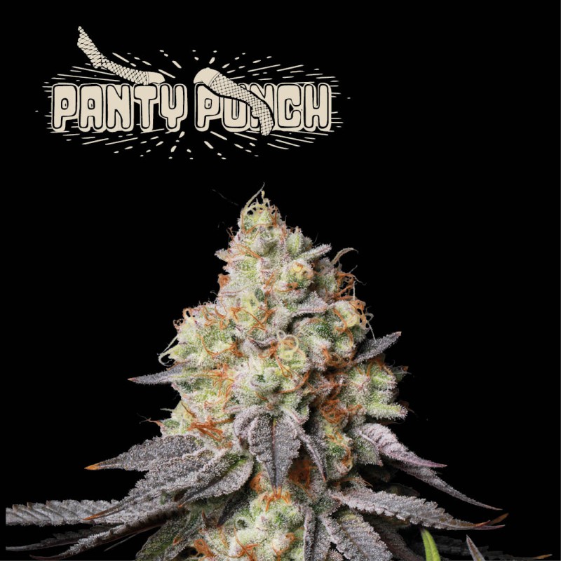 ▷ Buy Panty Punch Auto exclusive seeds⛰️【Seedstockers Oficial】SUPERIOR