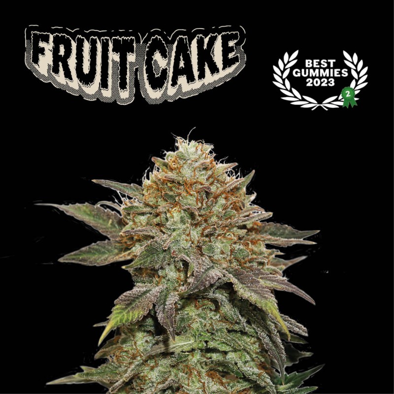 ▷ Buy Fruit Cake Fem exclusive seeds⛰️【Seedstockers Oficial】SUPERIOR