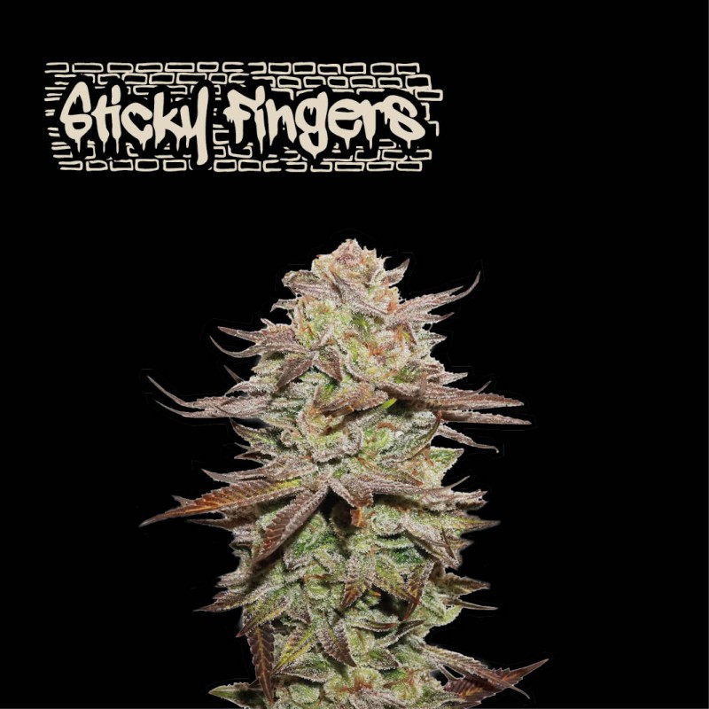 ▷ Buy Sticky Fingers Auto exclusive seeds⛰️【Seedstockers Oficial】SUPERIOR