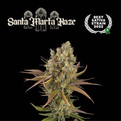 ▷ Buy Santa Marta Haze Auto exclusive seeds⛰️【Seedstockers Oficial】SUPERIOR