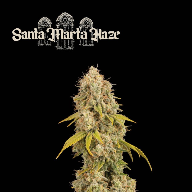 ▷ Buy Santa Marta Haze Fem exclusive seeds⛰️【Seedstockers Oficial】SUPERIOR